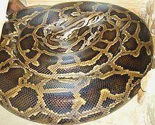 68 Pythons Found In Florida: Snakes On The Run!