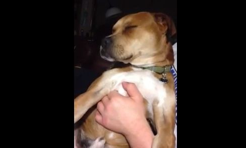 WTF Video Of The Day: Dog Rocks To The Geto Boys Classic 'Damn It Feels Good To Be A Gangsta' (Video
