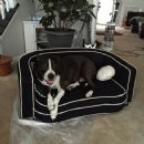 Keiko's new bed - too hard and small - returning for something bigger