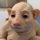 Is that piglet?
