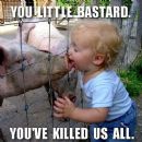 Swine Flu origins