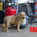 A lion dog?