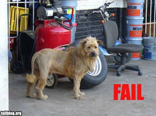 A lion dog?
