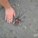 That's a big ass bug!