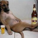 Man's Best Friend