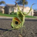 Grasshopper Que