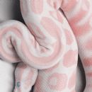 A pink snake?  Is this real?