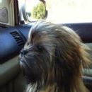 Chewbarka