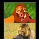 Hey, I don't remember this part of 'The Lion King'