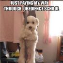 Dogs are doing twerk work