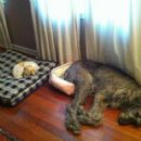 It's not the size of the dog in the fight, it's the size of the fight in the dog