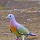 This is what happens when you mix a bird with Fruity Pebbles
