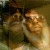 omar buchanan