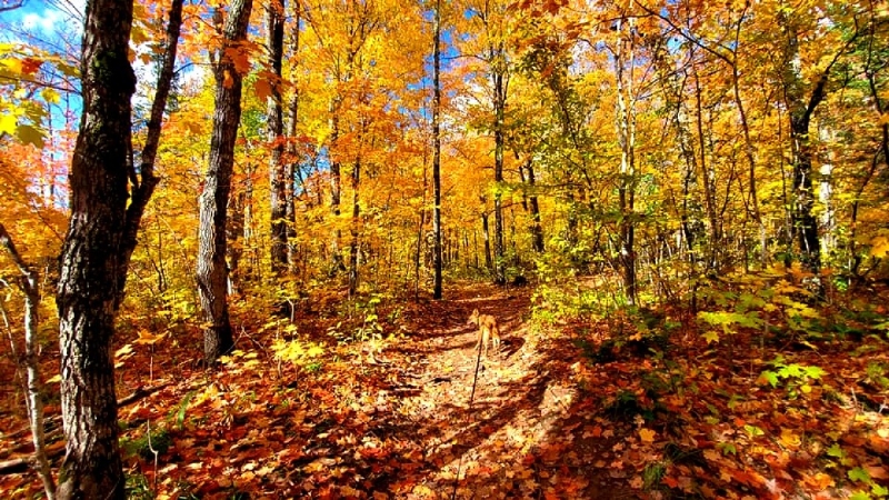 Tecumseh hosting 31st annual Appleumpkin Festival October 11-12