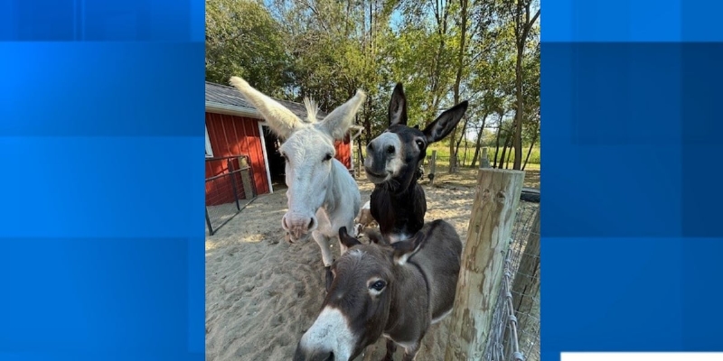 Hidden gem in small Lenawee County village offers a lot of family-friendly fun in the fall