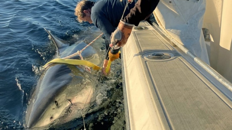 Record-breaking great white 'Contender' spotted again off Canada's coast