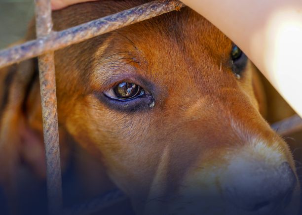 Animal Control Town Hall Meeting  | City of Birmingham, Alabama