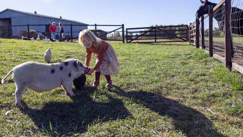 Meet bovine, horses, foxes during weekly Cows and Coffee in Lenawee County