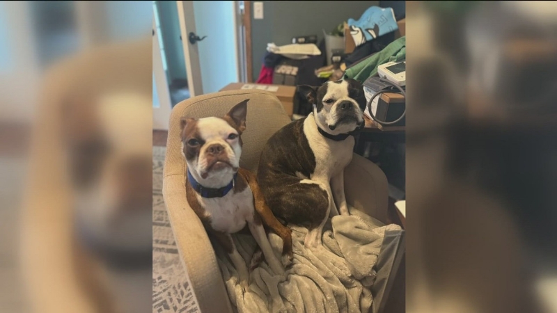 No charges to be filed against Blissfield Police Chief who shot 2 dogs, killing 1