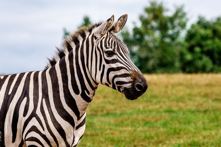 Animal Assault: Zebra Damn-Near Rips Ohio Man's Arm Off Before Being Gunned Down By Police Officers