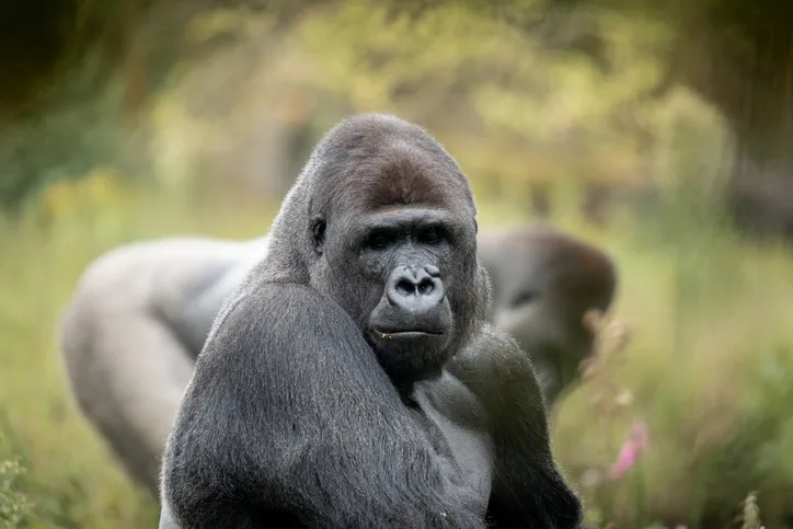 Could 100 Men Beat A Single Gorilla? Social Media Reacts To The Thought Provoking With Hilarious Mem