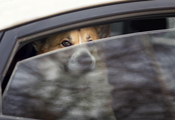Doggin' Under The Influence: Colorado Man Swaps Seats With Pet Pooch When Pulled Over For DUI