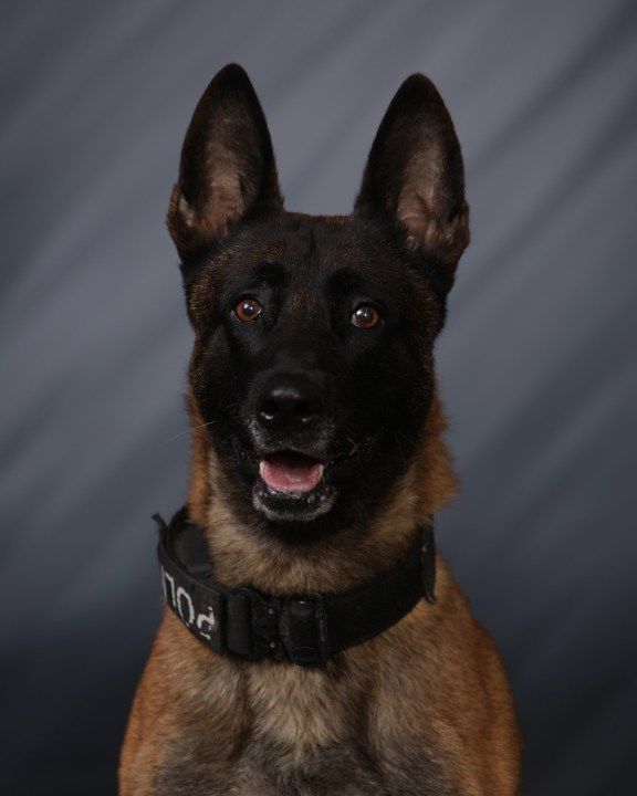 Greenfield Police Department K-9 killed during encounter with off-duty New Palestine police officer