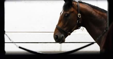 Journalism surges to win Preakness Stakes