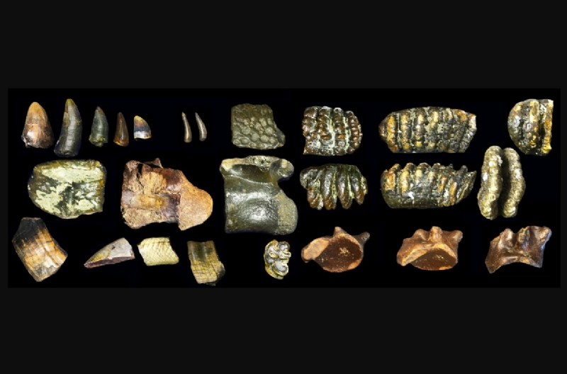 BREAKING NEWS: Remains of Homo erectus discovered during Madura Strait dredging