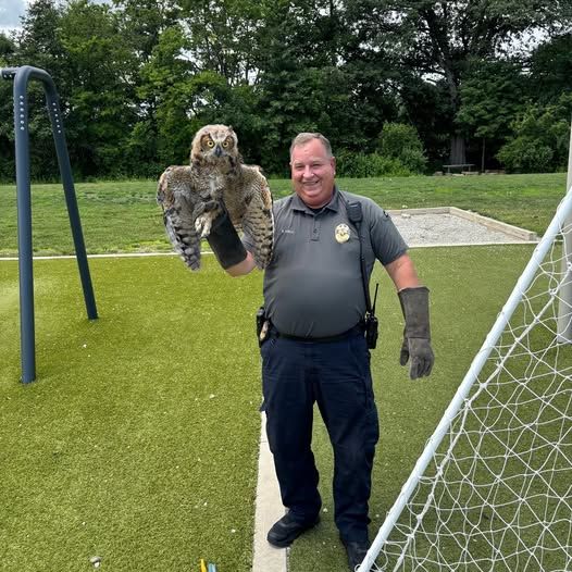 Great Horned Owl gets trapped in soccer net at local school
