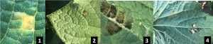 Downy mildew disease confirmed on cukes in Lenawee County: Five counties have spores in air samples
