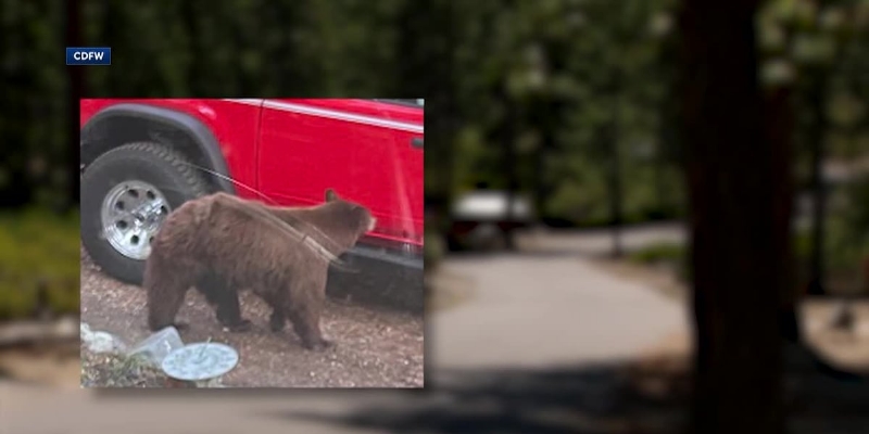 Bear euthanized after breaking into trailer, attacking camper, wildlife officials say