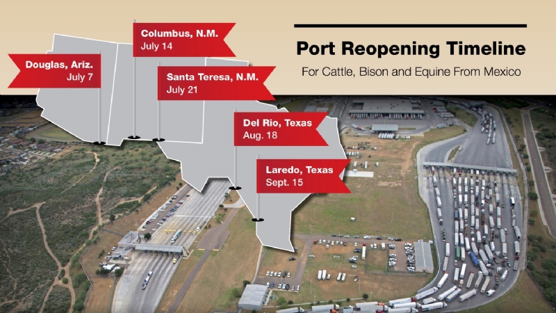 Breaking News: Mexican Ports to Reopen in Phases for Cattle Trade Starting July 7