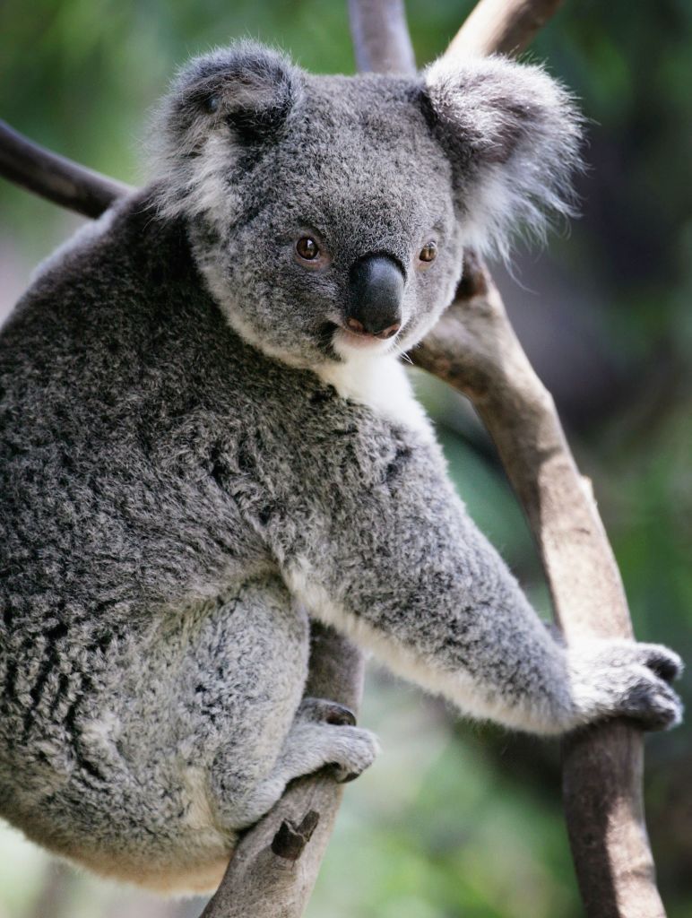 Koalas Projected To Extinct In NSW Before 2050