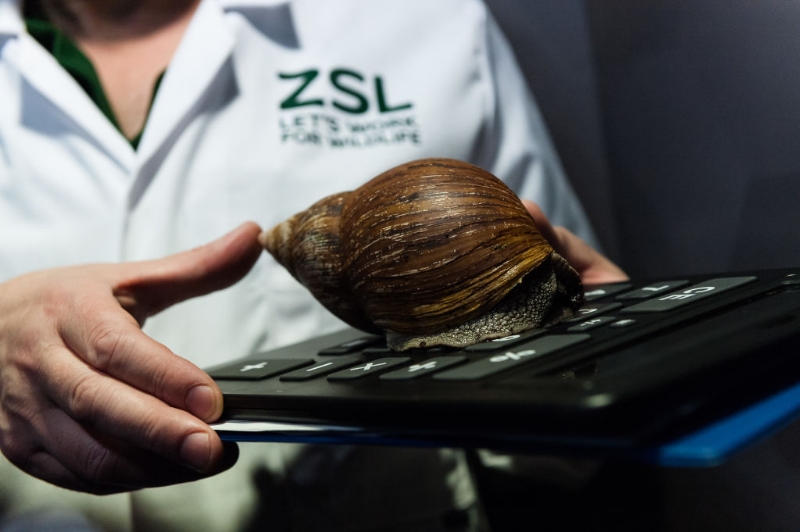 Giant Snails Force Florida Town Into Quarantine
