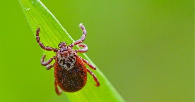 Lyme disease cases on the rise in Lenawee County, officials warn