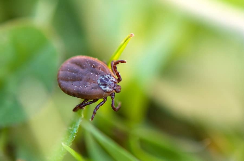 Lyme Disease Cases Climbing in Lenawee County