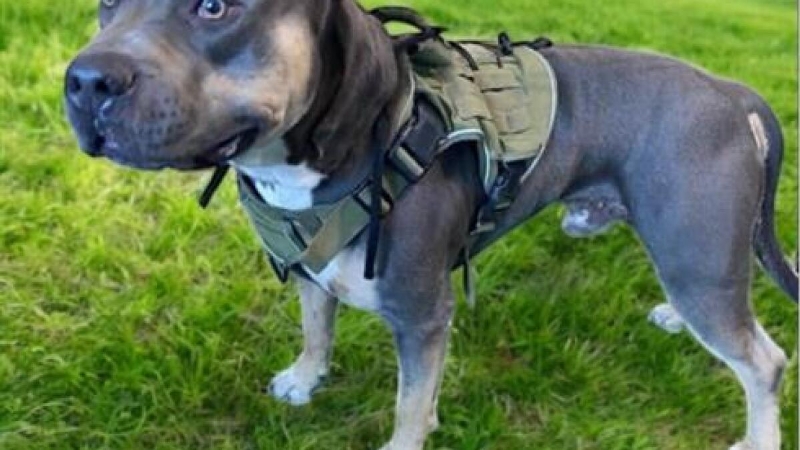 Dog caught up in ICE raid where owner was seized is found