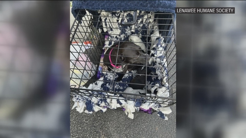 Lenawee Humane Society asks for community support after dog, 3 puppies found abandoned in cage near 