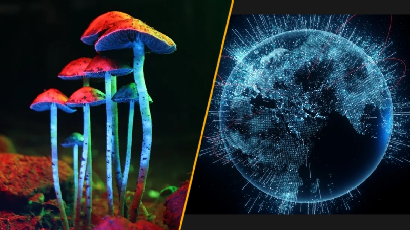 Science news this week: 'Anti-aging' magic mushrooms and record-breaking internet speeds