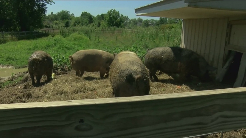 Lenawee County animal shelter caring for over 120 abandoned animals, in need of help