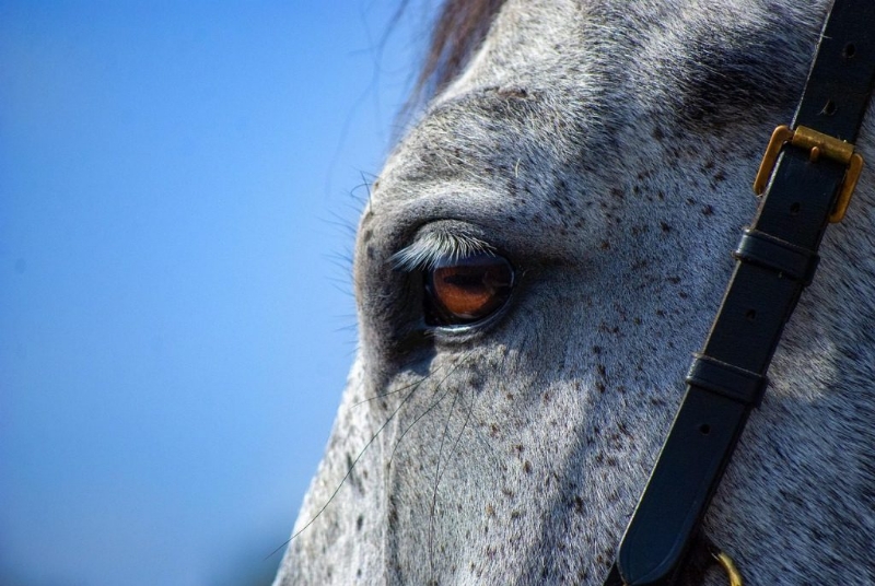 Top Riders Named on Horse Wednesday