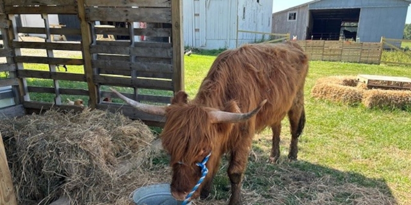 Cuddling with the cows at a Lenawee County farm