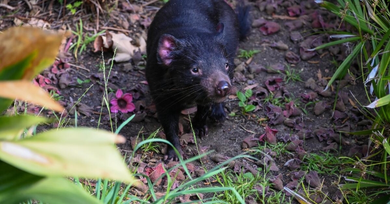 Tasmanian devils arrive at L.A. Zoo: Danny Zuko and Crush have ferocious bite, bad table manners