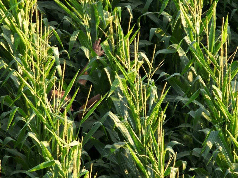 Frankfort PD: Suspect drove through corn and bean fields during police chase