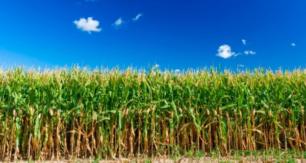 Cubs Beat Reds in Field of Dreams Game