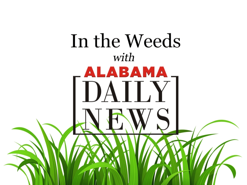 In the Weeds: Dog Days of Summer