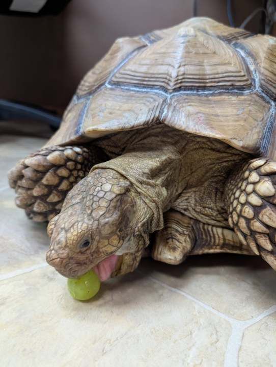 Vet searches for owner of 66-pound tortoise found in Indianapolis