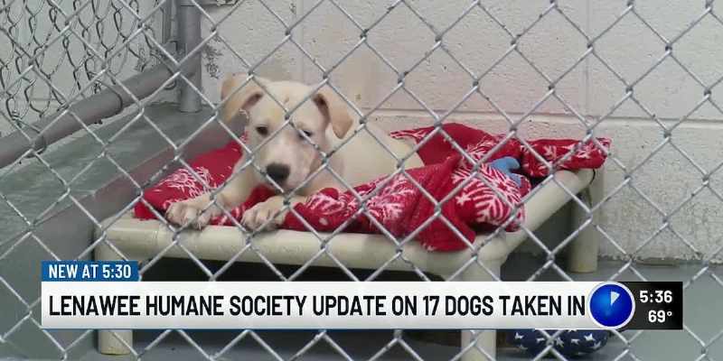 Lenawee Humane Society urges residents to apply to foster animals