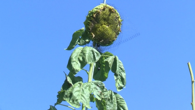 Man grows record-breaking sunflower